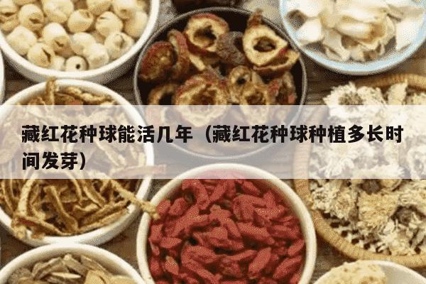 藏红花种球能活几年（藏红花种球种植多长时间发芽）