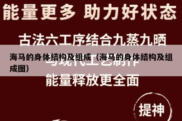 海马的身体结构及组成（海马的身体结构及组成图）
