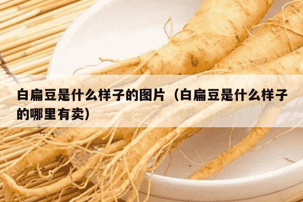 白扁豆是什么样子的图片（白扁豆是什么样子的哪里有卖）
