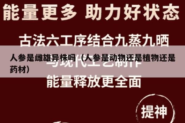 人参是雌雄异株吗（人参是动物还是植物还是药材）