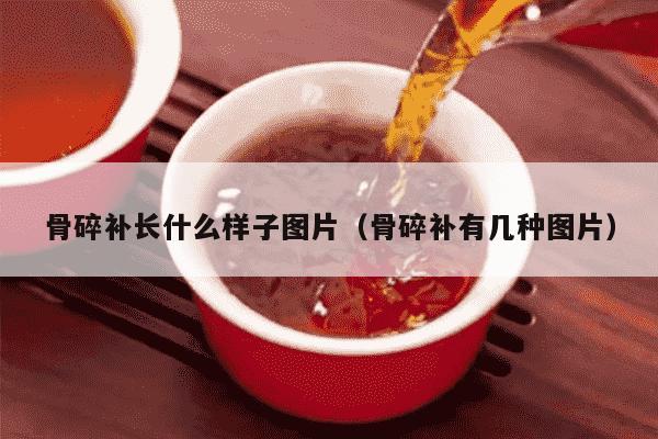 骨碎补长什么样子图片（骨碎补有几种图片）