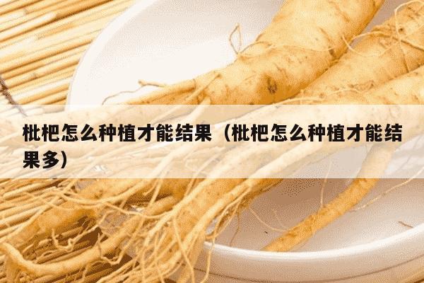 枇杷怎么种植才能结果（枇杷怎么种植才能结果多）
