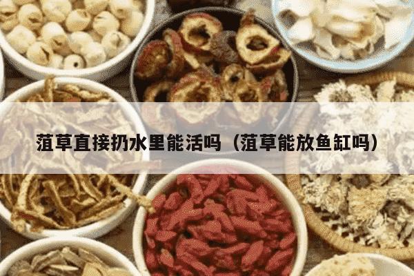菹草直接扔水里能活吗（菹草能放鱼缸吗）