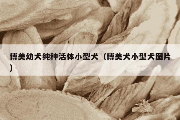 博美幼犬纯种活体小型犬（博美犬小型犬图片）