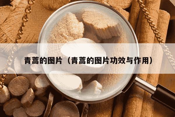 青蒿的图片（青蒿的图片功效与作用）