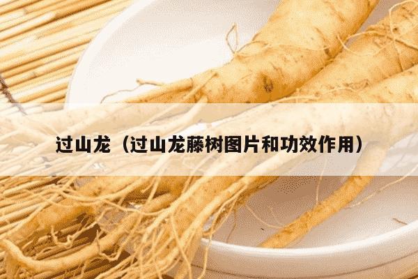 过山龙（过山龙藤树图片和功效作用）