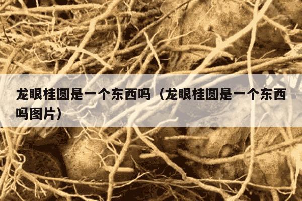 龙眼桂圆是一个东西吗（龙眼桂圆是一个东西吗图片）
