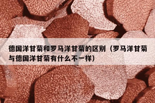 德国洋甘菊和罗马洋甘菊的区别（罗马洋甘菊与德国洋甘菊有什么不一样）