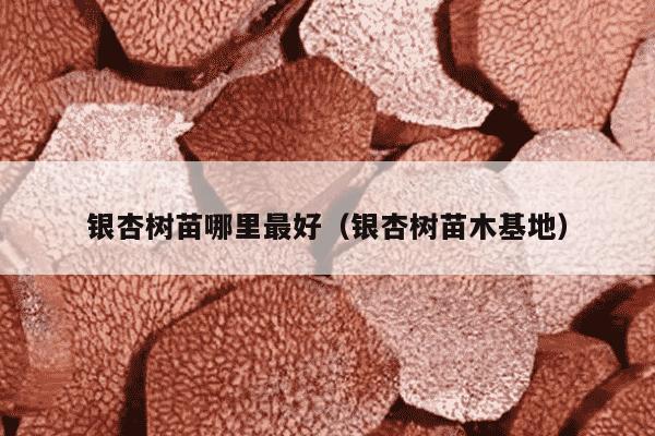 银杏树苗哪里最好（银杏树苗木基地）
