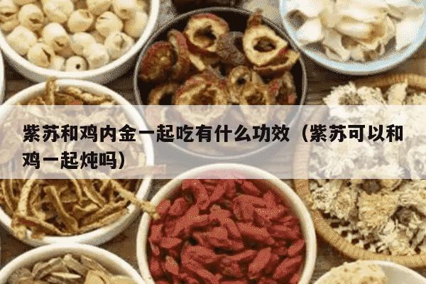 紫苏和鸡内金一起吃有什么功效（紫苏可以和鸡一起炖吗）