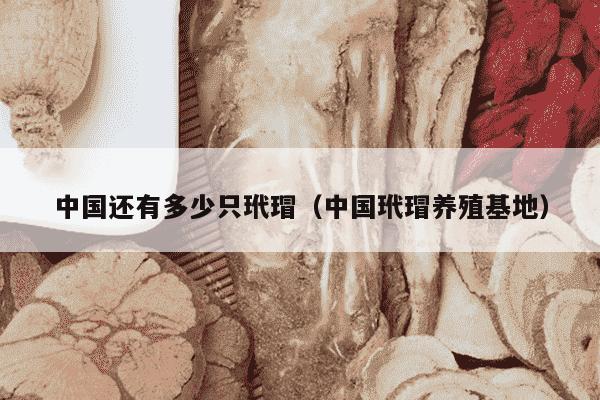 中国还有多少只玳瑁（中国玳瑁养殖基地）