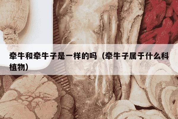 牵牛和牵牛子是一样的吗（牵牛子属于什么科植物）