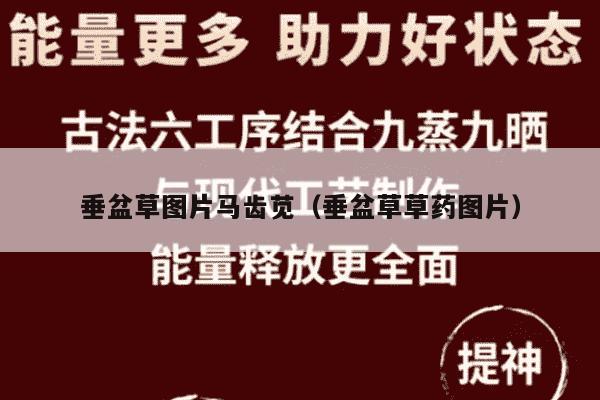 垂盆草图片马齿苋（垂盆草草药图片）