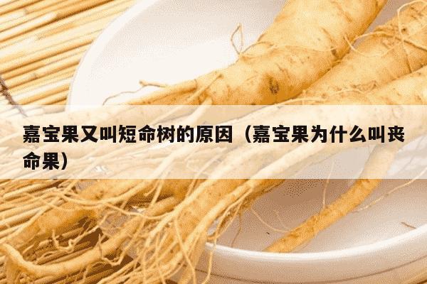 嘉宝果又叫短命树的原因（嘉宝果为什么叫丧命果）