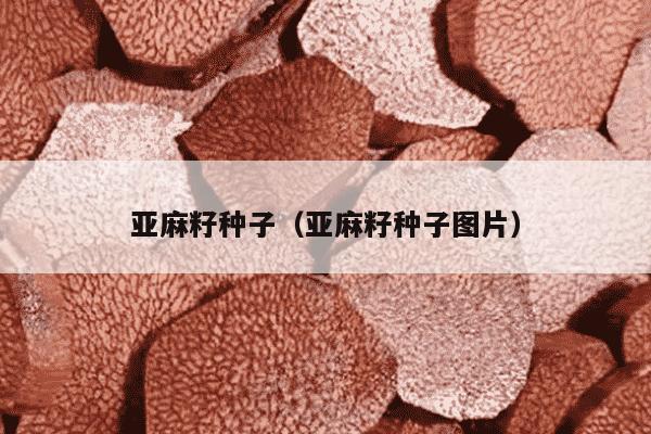 亚麻籽种子（亚麻籽种子图片）