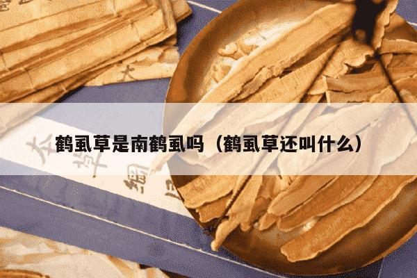 鹤虱草是南鹤虱吗（鹤虱草还叫什么）