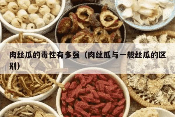 肉丝瓜的毒性有多强（肉丝瓜与一般丝瓜的区别）