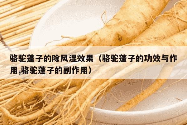 骆驼蓬子的除风湿效果（骆驼蓬子的功效与作用,骆驼蓬子的副作用）