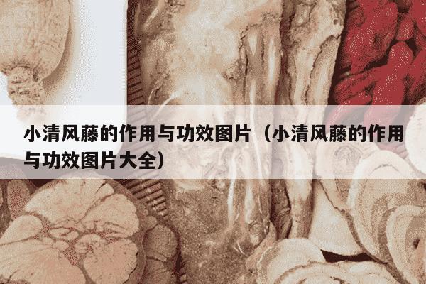 小清风藤的作用与功效图片（小清风藤的作用与功效图片大全）