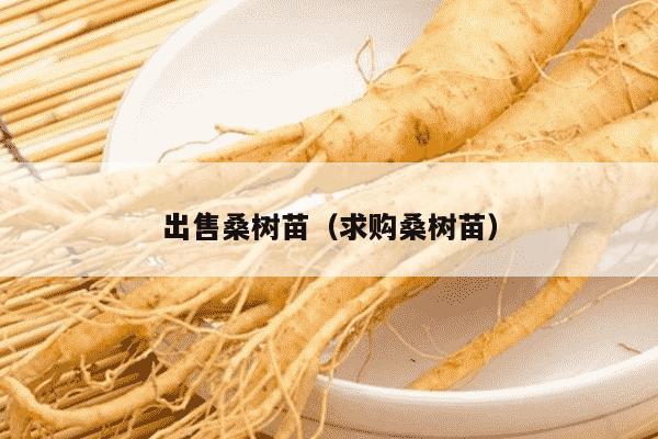 出售桑树苗（求购桑树苗）