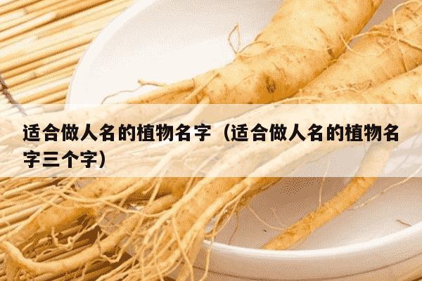 适合做人名的植物名字（适合做人名的植物名字三个字）