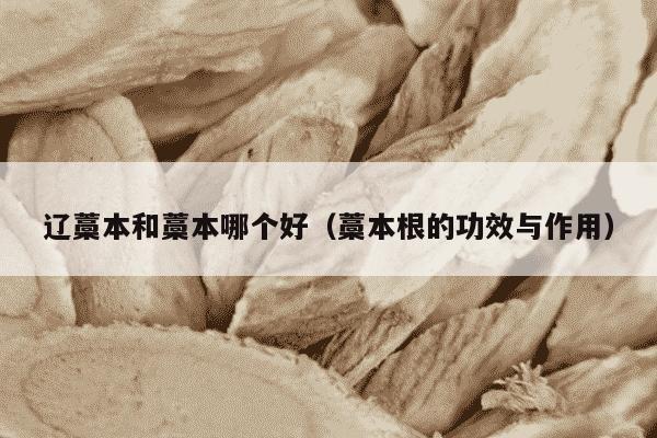 辽藁本和藁本哪个好（藁本根的功效与作用）