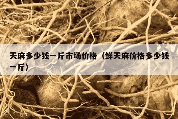 天麻多少钱一斤市场价格（鲜天麻价格多少钱一斤）