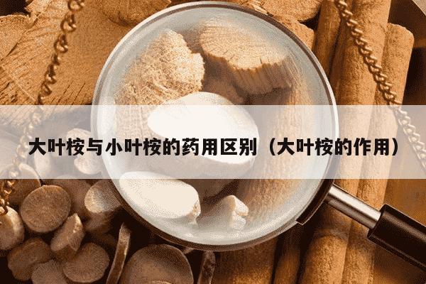 大叶桉与小叶桉的药用区别（大叶桉的作用）