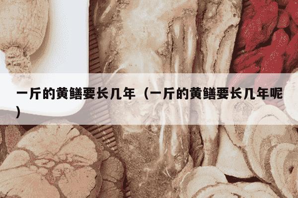 一斤的黄鳝要长几年（一斤的黄鳝要长几年呢）