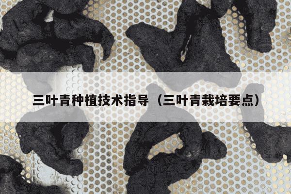 三叶青种植技术指导（三叶青栽培要点）
