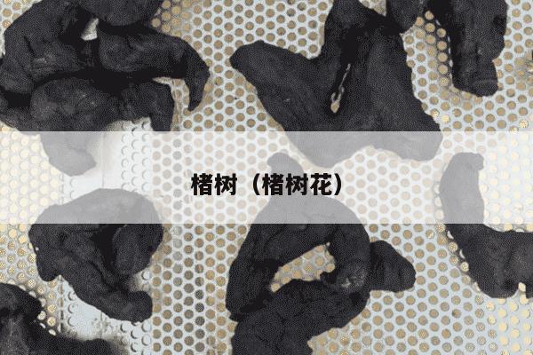 楮树（楮树花）