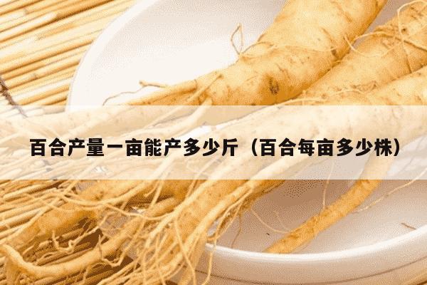 百合产量一亩能产多少斤（百合每亩多少株）