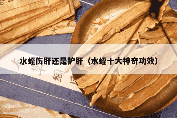 水蛭伤肝还是护肝（水蛭十大神奇功效）