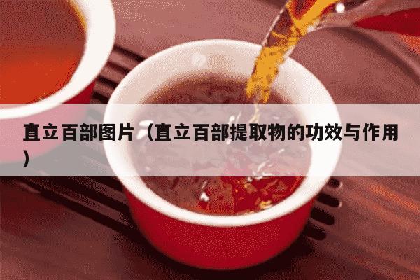 直立百部图片（直立百部提取物的功效与作用）