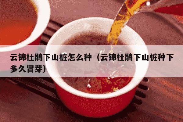 云锦杜鹃下山桩怎么种（云锦杜鹃下山桩种下多久冒芽）