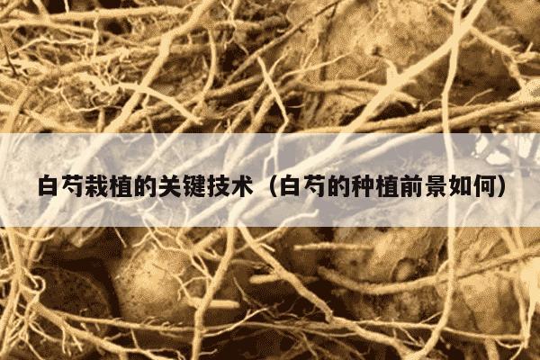 白芍栽植的关键技术（白芍的种植前景如何）