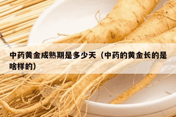 中药黄金成熟期是多少天（中药的黄金长的是啥样的）