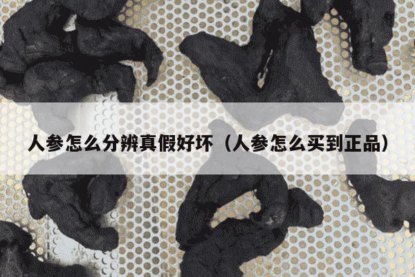 人参怎么分辨真假好坏（人参怎么买到正品）