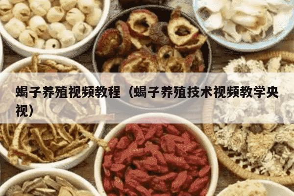 蝎子养殖视频教程（蝎子养殖技术视频教学央视）