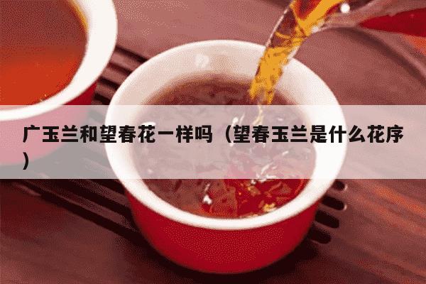 广玉兰和望春花一样吗（望春玉兰是什么花序）