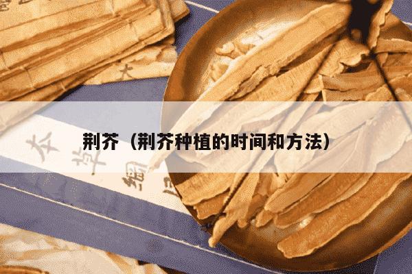 荆芥（荆芥种植的时间和方法）