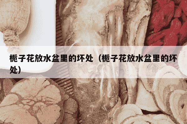 栀子花放水盆里的坏处（栀子花放水盆里的坏处）