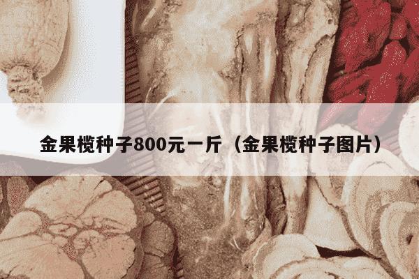 金果榄种子800元一斤（金果榄种子图片）