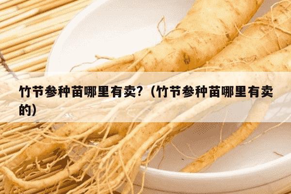 竹节参种苗哪里有卖?（竹节参种苗哪里有卖的）