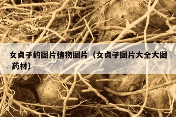 女贞子的图片植物图片（女贞子图片大全大图 药材）
