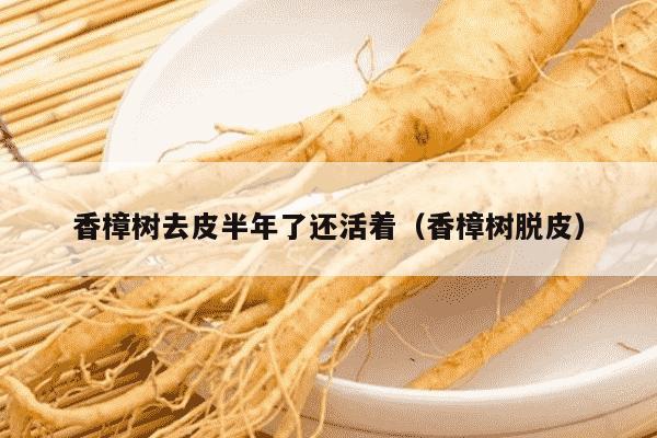 香樟树去皮半年了还活着（香樟树脱皮）