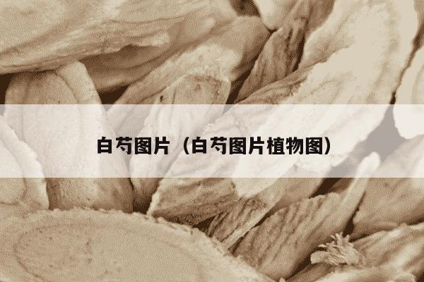 白芍图片（白芍图片植物图）