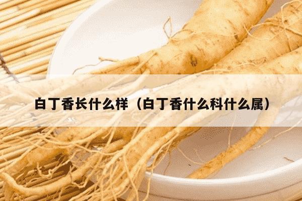 白丁香长什么样（白丁香什么科什么属）