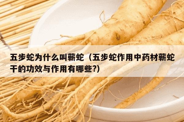 五步蛇为什么叫蕲蛇（五步蛇作用中药材蕲蛇干的功效与作用有哪些?）