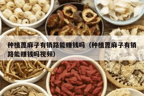 种植蓖麻子有销路能赚钱吗（种植蓖麻子有销路能赚钱吗视频）